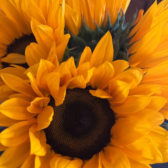 Profile Picture of Julie Veltman (@jkvelt) on Poshmark