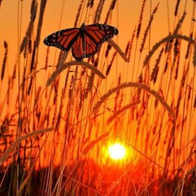 Profile Picture of Daphne Smith (@1978butterfly) on Pinterest