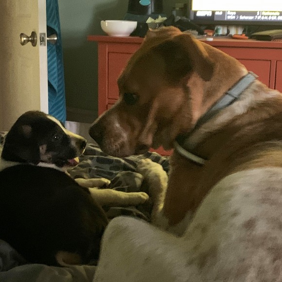 Profile Picture of Tina Mozeleski (@gdpenquin) on Poshmark