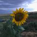 Profile Picture of Diane Varbel (@varbeld) on Pinterest