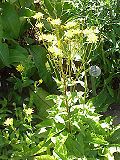 Profile Picture of Crepis sibiricaon Wikipedia