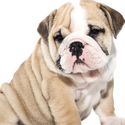 Bill_Rink - Twitter Profile Picture of Bill_Rink (@xyz1239876) on Twitter