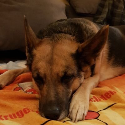 Profile Picture of Susanne Sturm (@susist1985) on Twitter