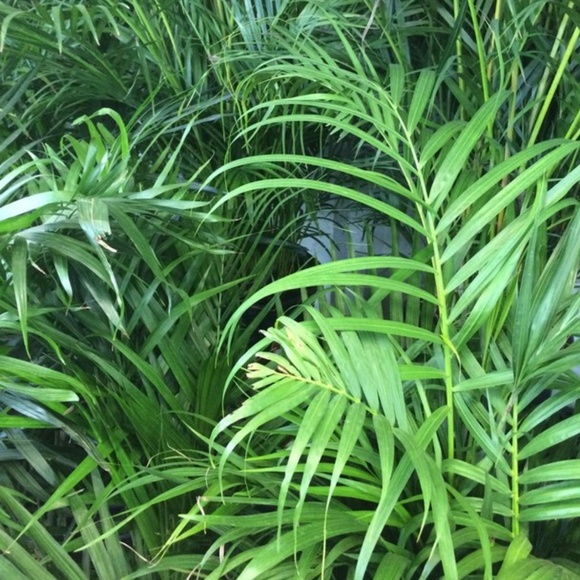 Profile Picture of Andrea Mayer (@anniecrevan) on Poshmark