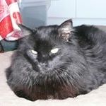 Profile Picture of Barry Newell (@bfnewell) on Pinterest