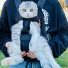 Profile Picture of Bennie Franklin (@@benniefranklin.kitty) on Tiktok