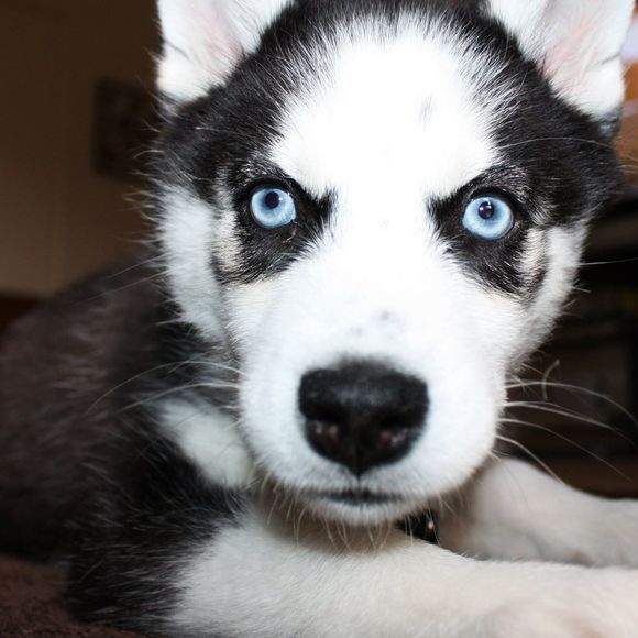 Profile Picture of Fidencio Perez (@fidoperez) on Poshmark