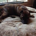 Profile Picture of Corrine Schmidt (@cfs72054) on Instagram