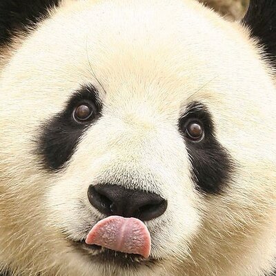 Profile Picture of Andy Lui (@flyingpandas123) on Twitter