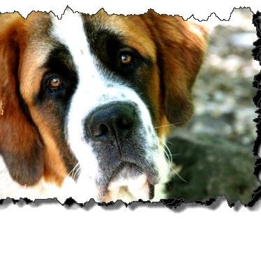 Profile Picture of bernard higgs (@smartdoglovers) on Twitter