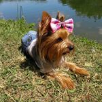 Profile Picture of HANNAH Yorkshire (@hannah_yorkshire_terrier) on Instagram