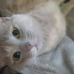 Profile Picture of sara rhodes (@sarawilcherrhodes) on Instagram