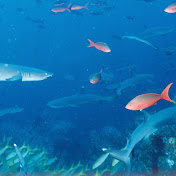 Profile Picture of Ricardo Madrigal (@TatoStudios) on Youtube