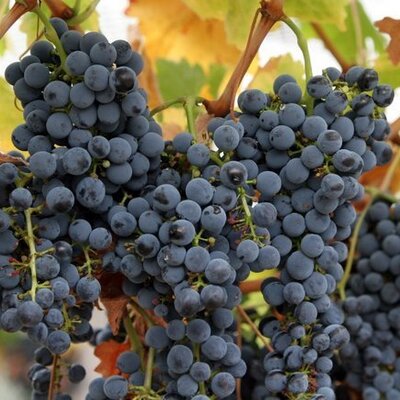 Profile Picture of Daniel Darden (@AfroAmericanWYN) on Twitter