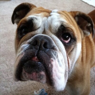 Profile Picture of Slider (@JimLedsome) on Twitter