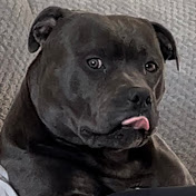 Profile Picture of Scott Mclellan (@ScottMclellan12) on Youtube