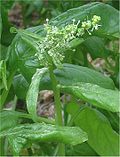 Profile Picture of Spinach - Wikipediaon Wikipedia