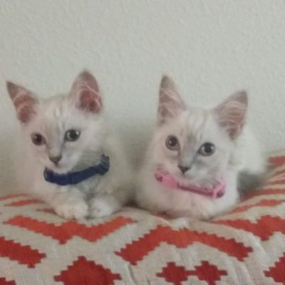 Profile Picture of John Mashek (@MashekJohn) on Twitter