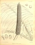 Profile Picture of Zamia chiguaon Wikipedia