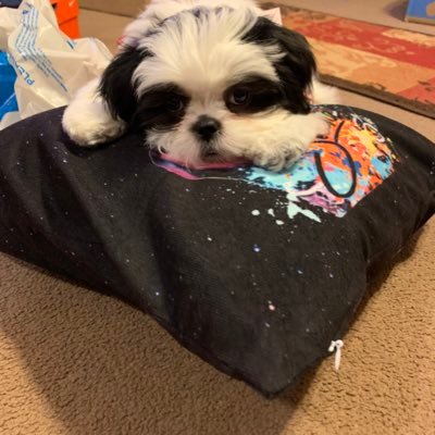Profile Picture of Walker-Foster (@Walkerfoster5) on Twitter