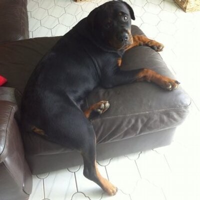 Profile Picture of Dave Shellard (@TheShellard) on Twitter