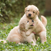 Profile Picture of Darren Jacobs (@darrenjacobs6215) on Youtube