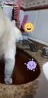 Profile Picture of   Carla Lima (@carlaglima42)... (@carlaglima42) on Tiktok