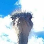 Profile Picture of Lynda Ann Weaver Bocanegra (@lynda1450) on Instagram