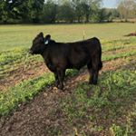 Profile Picture of Grady Harris (@hermharris) on Instagram