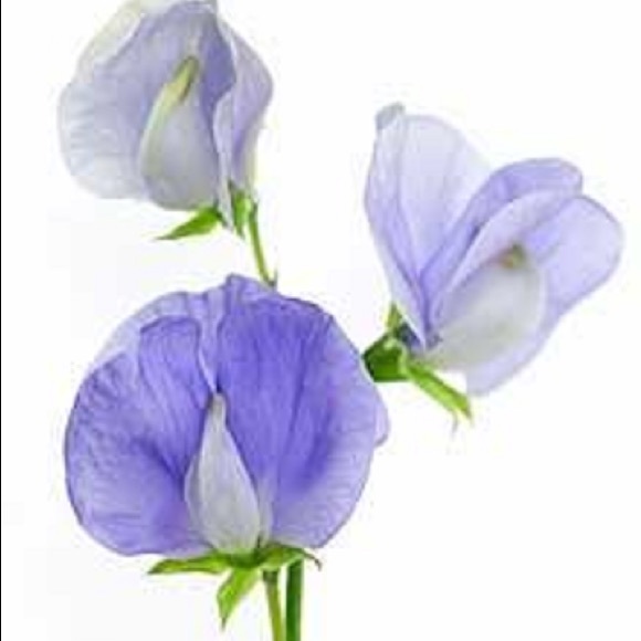 Profile Picture of Virginia Graham (@sweetpeakids) on Poshmark