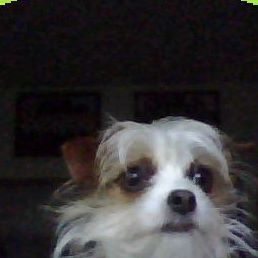 Profile Picture of Holley Lucas (Bug) (@holley.schwartz) on Facebook