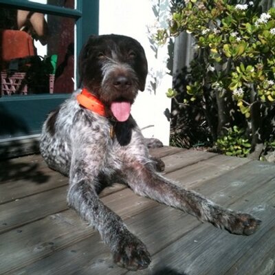 Profile Picture of Max Moritz (@MaxMoritzFire) on Twitter