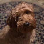 Tony Rizzitano - Instagram Profile Picture of Tony Rizzitano (@tony__rizz) on Instagram