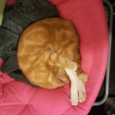 Profile Picture of Bradley Lombardi (@Lombo72wal) on Twitter