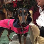 Profile Picture of Lucy Plunkett (@lucydoberman2019) on Instagram