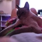 Cindy Celis - Instagram Profile Picture of Cindy Celis (@nyyereth) on Instagram