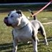 Profile Picture of Sheldon Bell (XtremeChampion Bully) (@sheldon.bell.73) on Facebook