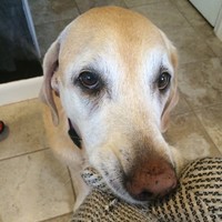 Profile Picture of Jessica Pineault (@jessica-pineault-2) on Quora