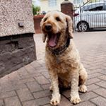 Profile Picture of 𝐁𝐮𝐝𝐝𝐲 𝐀𝐥𝐟𝐢𝐞 𝐌𝐮𝐥𝐥𝐞𝐧 🐾 (@_buddyblue) on Instagram