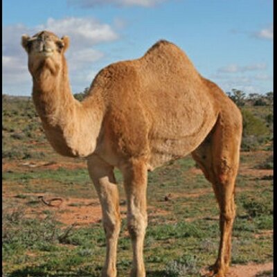 Profile Picture of Camel Tom (@CamelTomSweg) on Twitter