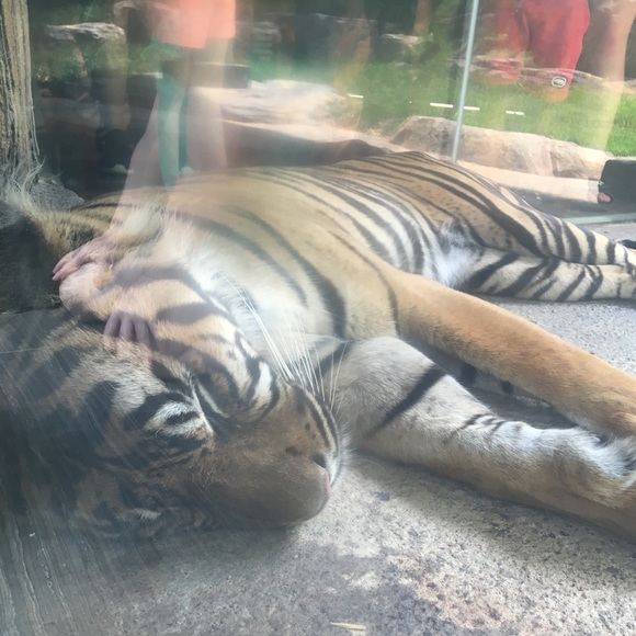 Profile Picture of Caroline Bodamer (@carolinebodamer) on Poshmark