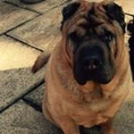 Chris Merchant - Instagram Profile Picture of Chris Merchant (@merchant6428) on Instagram