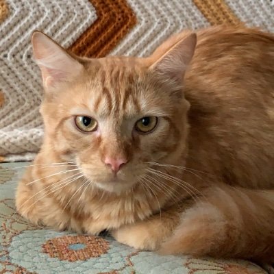 Profile Picture of Linnea Olson (@LinneaOlson12) on Twitter