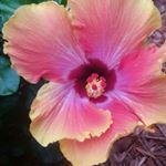 Profile Picture of Hayden Glaze (@ronald.1019) on Instagram