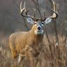 Profile Picture of STEVEN LEMOINE (@lemoine2622) on Pinterest