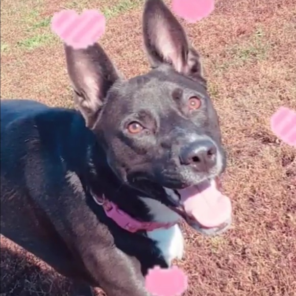 Profile Picture of Bonnie Bowick (@bonniebowick) on Poshmark