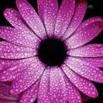 Profile Picture of petersenmaritza988 (@petersenmaritza988) on Instagram