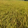 Profile Picture of บุญเรือน ดาศรี (@@briandarrow2) on Tiktok