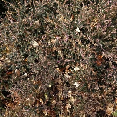 Profile Picture of Janet N. Royal (@Balmercity) on Twitter