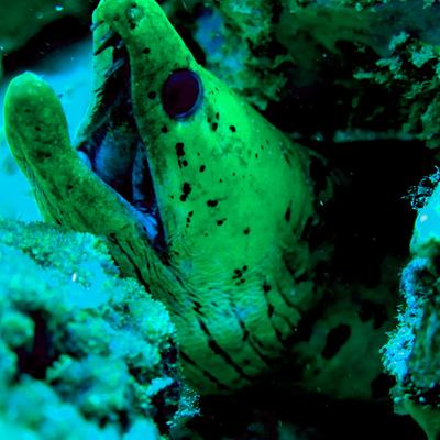 Profile Picture of Dionisio (@CarloDGreat) on Twitter